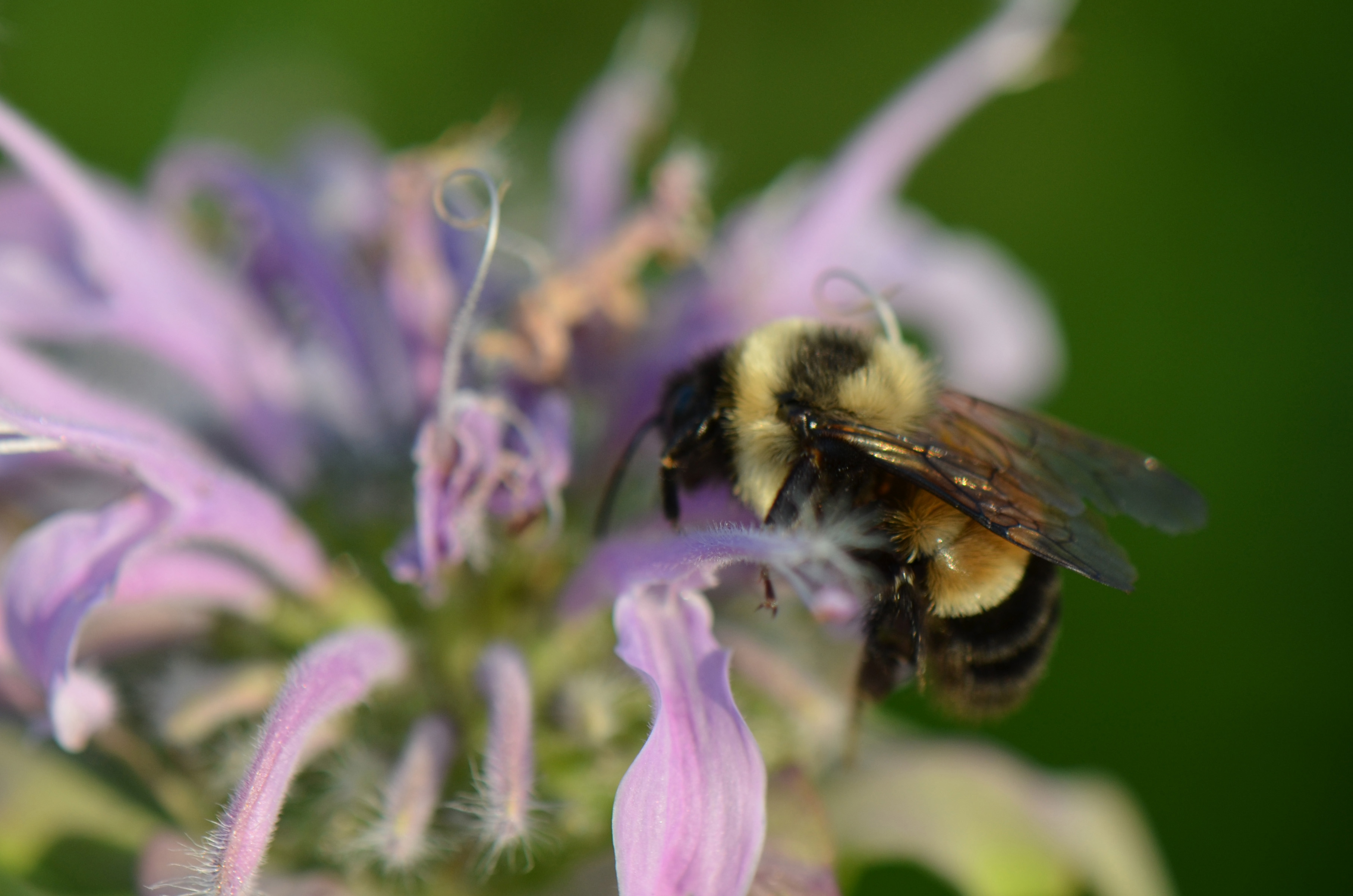 Rusty patched bumblebee on wild bergamot | FWS.gov